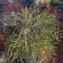 Scaevola basedowii at Yulara, NT - 24 May 2024 06:00 PM