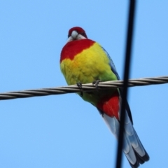 Platycercus eximius (Eastern Rosella) at Aranda, ACT - 23 May 2024 by AlisonMilton