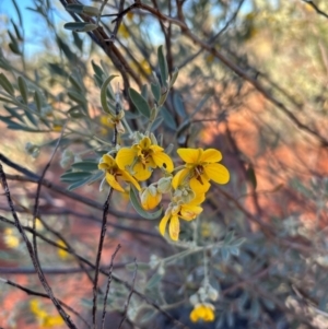 Senna artemisioides at Yulara, NT - 24 May 2024 05:05 PM