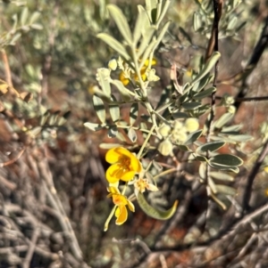 Senna artemisioides at Yulara, NT - 24 May 2024