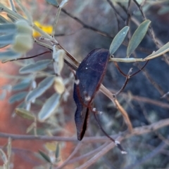 Senna artemisioides at Yulara, NT - 24 May 2024 05:05 PM