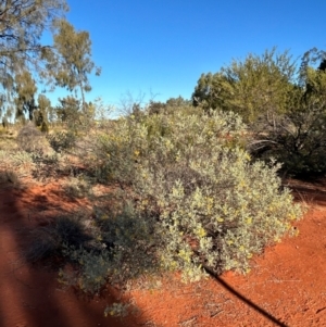 Senna artemisioides at Yulara, NT - 24 May 2024