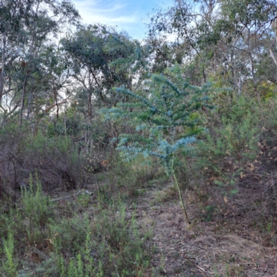 Acacia baileyana (Cootamundra Wattle, Golden Mimosa) at Hackett, ACT - 24 May 2024 by abread111