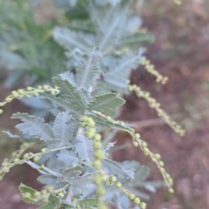 Acacia baileyana at Mount Ainslie - 24 May 2024