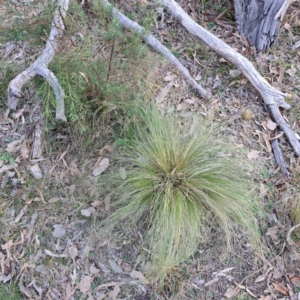 Nassella trichotoma at Mount Ainslie - 24 May 2024