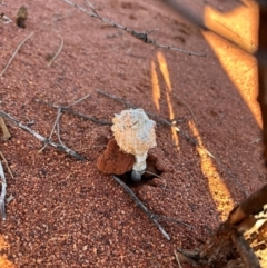 Unidentified Fungus at Yulara, NT - 24 May 2024 by stellabellaxx