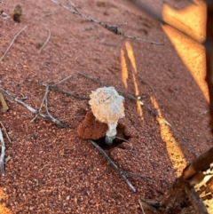 Podaxis pistillaris at Yulara, NT - 24 May 2024 by stellabellaxx