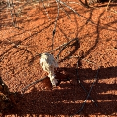 Podaxis pistillaris at Yulara, NT - 24 May 2024 05:05 PM