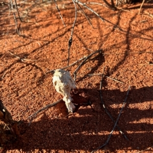 Podaxis pistillaris at Yulara, NT - 24 May 2024