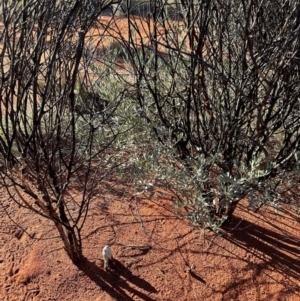 Podaxis pistillaris at Yulara, NT - 24 May 2024