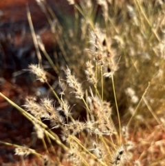 Monachather paradoxus (Bandicoot Grass) at Yulara, NT - 24 May 2024 by stellabellaxx