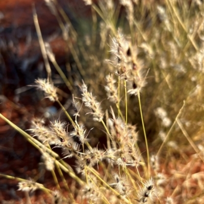 Monachather paradoxus (Bandicoot Grass) at Yulara, NT - 24 May 2024 by stellabellaxx