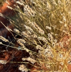 Monachather paradoxus at Yulara, NT - 24 May 2024