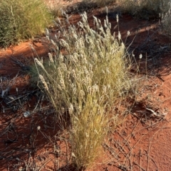 Monachather paradoxus at Yulara, NT - 24 May 2024 05:03 PM