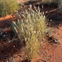 Monachather paradoxus at Yulara, NT - 24 May 2024