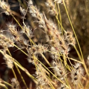 Monachather paradoxus at Yulara, NT - 24 May 2024