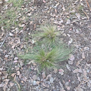 Nassella trichotoma at Mount Ainslie - 24 May 2024