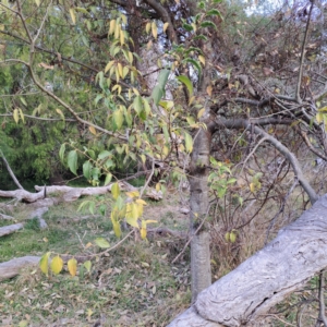 Celtis australis at Mount Ainslie - 24 May 2024