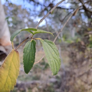 Celtis australis at Mount Ainslie - 24 May 2024