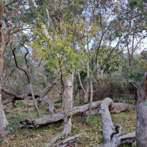 Celtis australis at Mount Ainslie - 24 May 2024