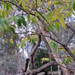 Celtis australis at Mount Ainslie - 24 May 2024