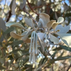 Amyema maidenii subsp. maidenii at Yulara, NT - 24 May 2024