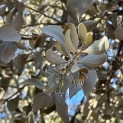 Amyema maidenii subsp. maidenii at Yulara, NT - 24 May 2024