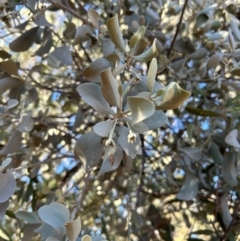 Amyema maidenii subsp. maidenii at Yulara, NT - 24 May 2024 04:54 PM