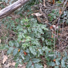 Berberis aquifolium (Oregon Grape) at Hackett, ACT - 24 May 2024 by abread111