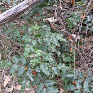 Berberis aquifolium at Mount Ainslie - 24 May 2024