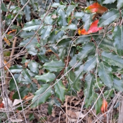 Berberis aquifolium at Mount Ainslie - 24 May 2024