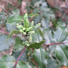 Berberis aquifolium at Mount Ainslie - 24 May 2024