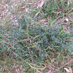 Olea europaea subsp. cuspidata at Hackett, ACT - 24 May 2024 by abread111