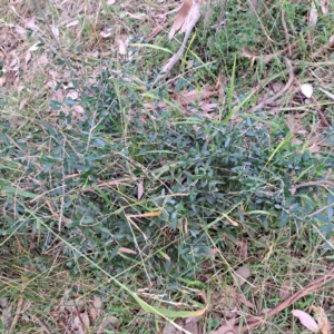 Olea europaea subsp. cuspidata at Mount Ainslie - 24 May 2024