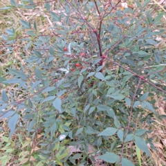 Nandina domestica (Sacred Bamboo) at Hackett, ACT - 24 May 2024 by abread111