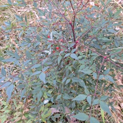 Nandina domestica (Sacred Bamboo) at Hackett, ACT - 24 May 2024 by abread111