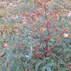 Nandina domestica at Mount Ainslie - 24 May 2024