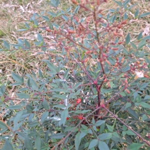 Nandina domestica at Mount Ainslie - 24 May 2024