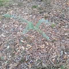 Acacia baileyana (Cootamundra Wattle, Golden Mimosa) at Hackett, ACT - 24 May 2024 by abread111