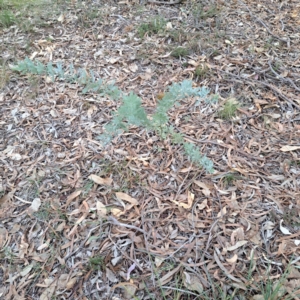 Acacia baileyana at Mount Ainslie - 24 May 2024