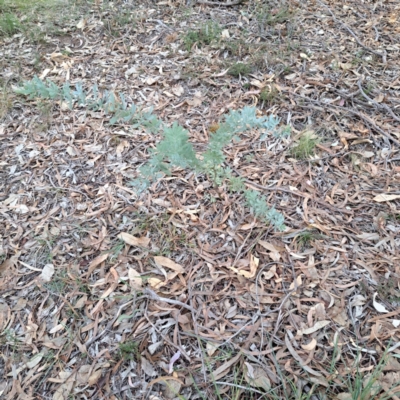 Acacia baileyana (Cootamundra Wattle, Golden Mimosa) at Mount Ainslie - 24 May 2024 by abread111