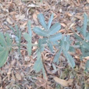 Acacia baileyana at Mount Ainslie - 24 May 2024