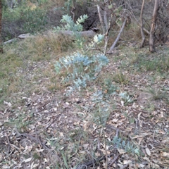 Acacia baileyana (Cootamundra Wattle, Golden Mimosa) at Hackett, ACT - 24 May 2024 by abread111