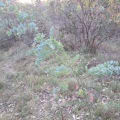 Acacia baileyana at Mount Ainslie - 24 May 2024 04:30 PM