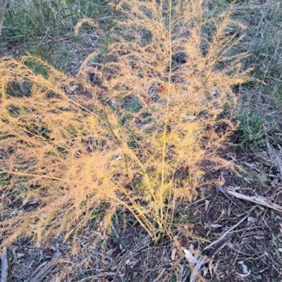 Asparagus officinalis (Asparagus) at Hackett, ACT - 24 May 2024 by abread111