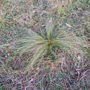 Nassella trichotoma at Mount Ainslie - 24 May 2024