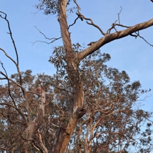 Callocephalon fimbriatum at Mount Ainslie - suppressed