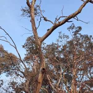 Callocephalon fimbriatum at Mount Ainslie - 24 May 2024