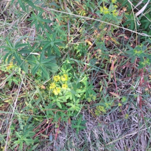 Euphorbia oblongata at Watson Woodlands - 23 May 2024