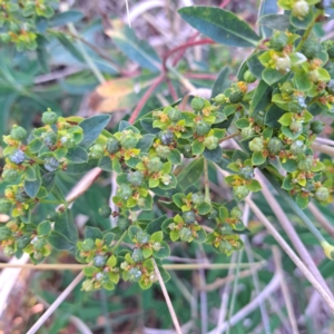 Euphorbia oblongata at Watson Woodlands - 23 May 2024